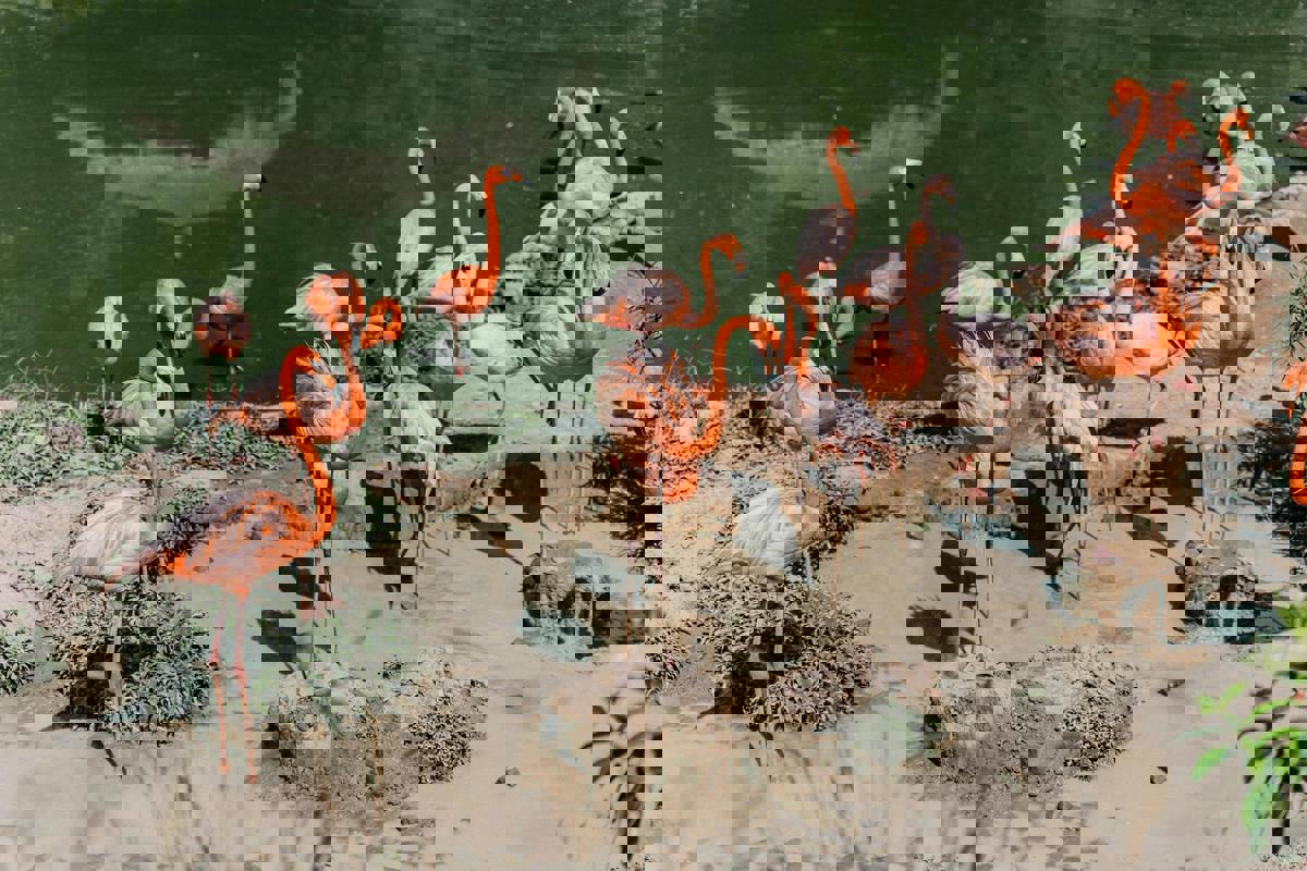 Conservation Groups Rally to Restore Coastal Wetlands for Migratory Birds